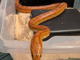Corn Snake reptiles - Advert 1