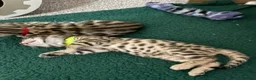 Bengal cats for sale: Amazing Bengal Kittens for sale  - Advert 9