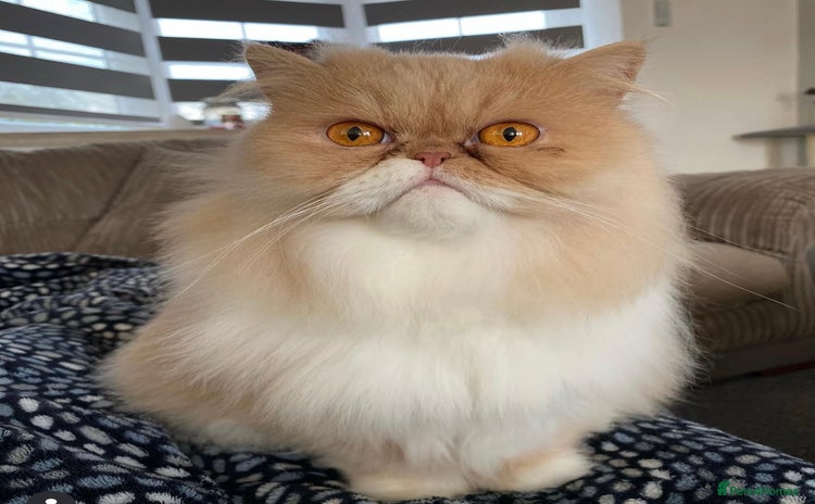 Persian cats - Advert 1
