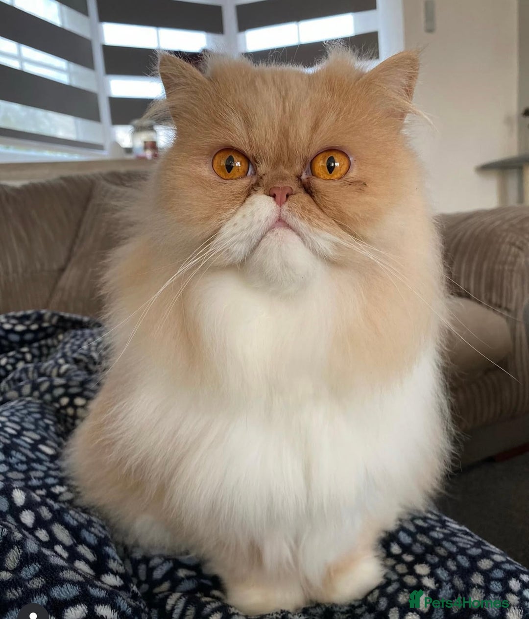 Persian cats for sale: Persian Cat - Image 1