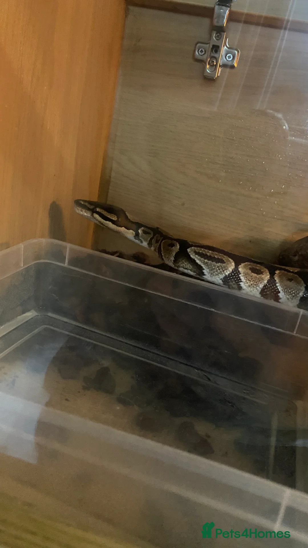 Boa Snake reptiles for sale: Ball python - Advert 1