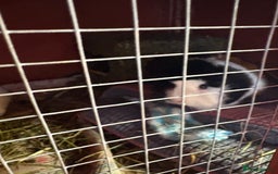 Guinea Pig rodents for sale: 3 x female guinea pigs - Almost a year old - Advert 6
