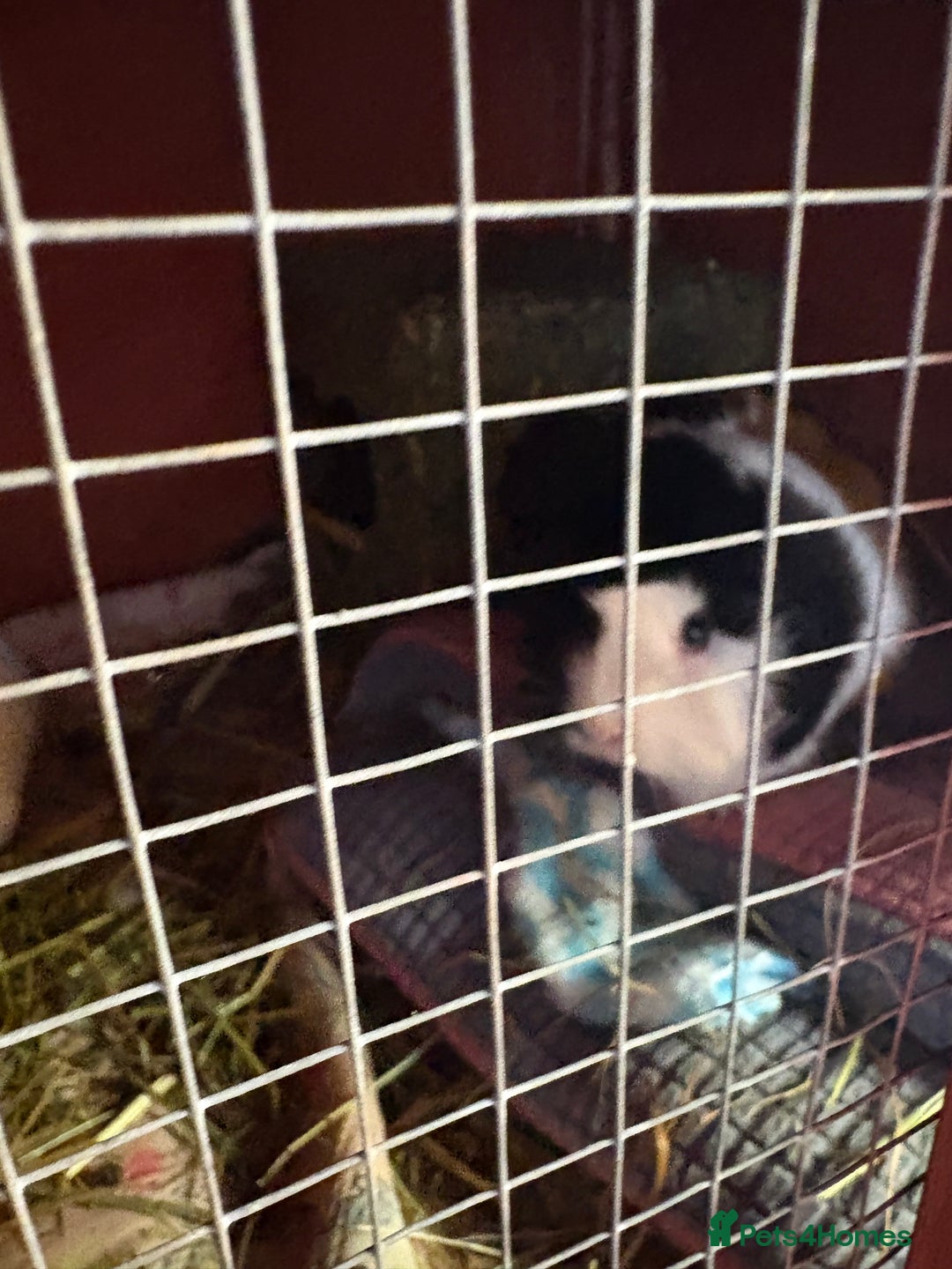 Guinea Pig rodents for sale: 3 x female guinea pigs - Almost a year old - Advert 6