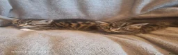 British Shorthair cats for sale: Beautiful Tabby and grey Tabby kittens  - Advert 11