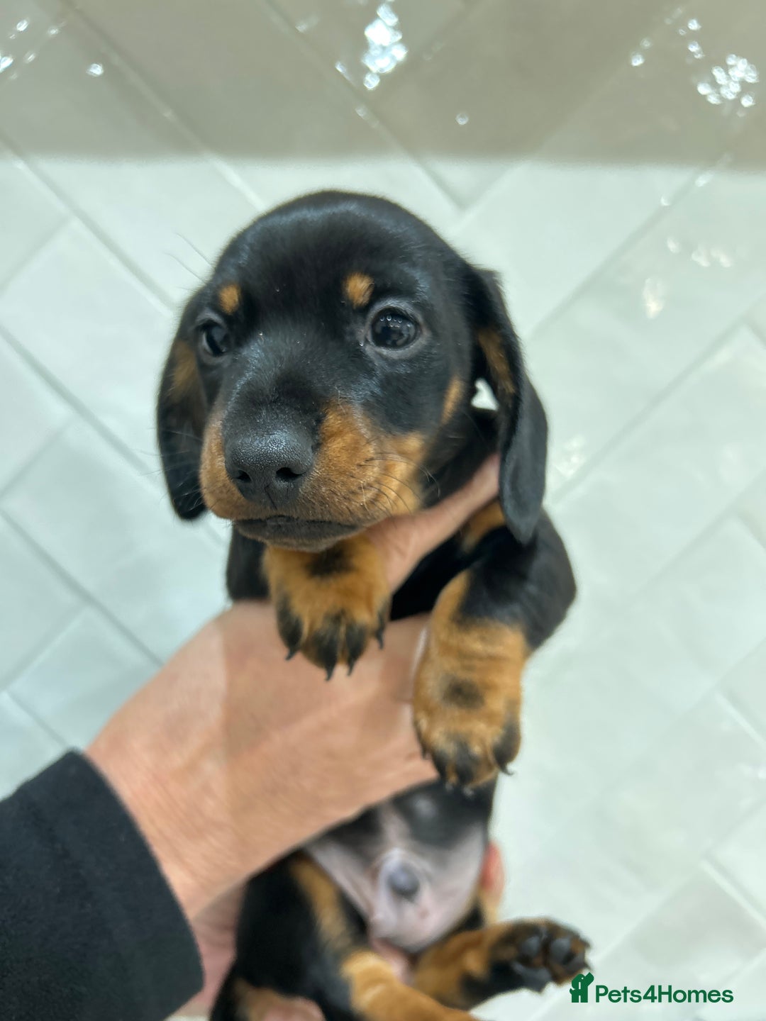 Miniature Dachshund dogs for sale: KC Registered miniature dachshunds for sale  - Advert 9