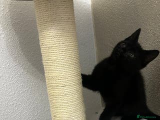 Bombay cats Adorable male kitten - Advert 2