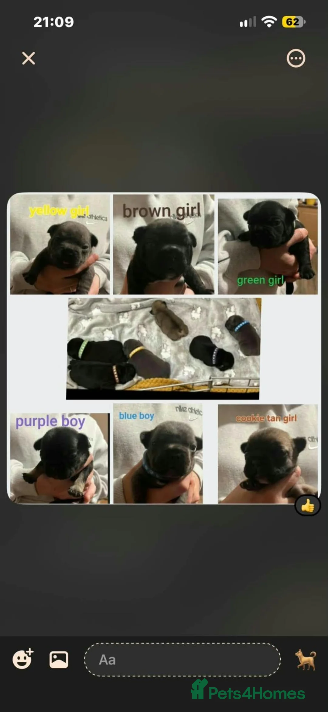 French Bulldog dogs for sale: French bulldogs  - Advert 2