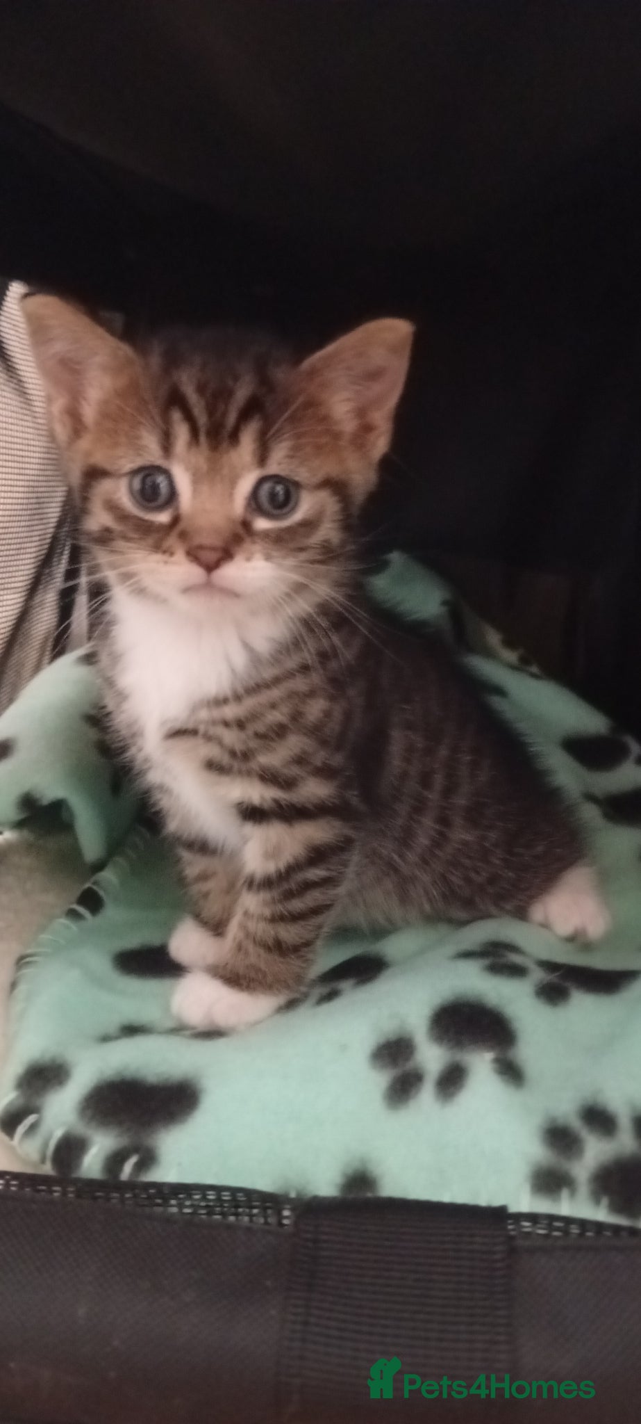 Mixed Breed cats for sale: Sweet kitty for sale 🩷🩷🩷 - Advert 3