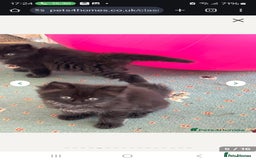 Maine Coon cats for sale: Beautiful Mainecoon princess - Image 10