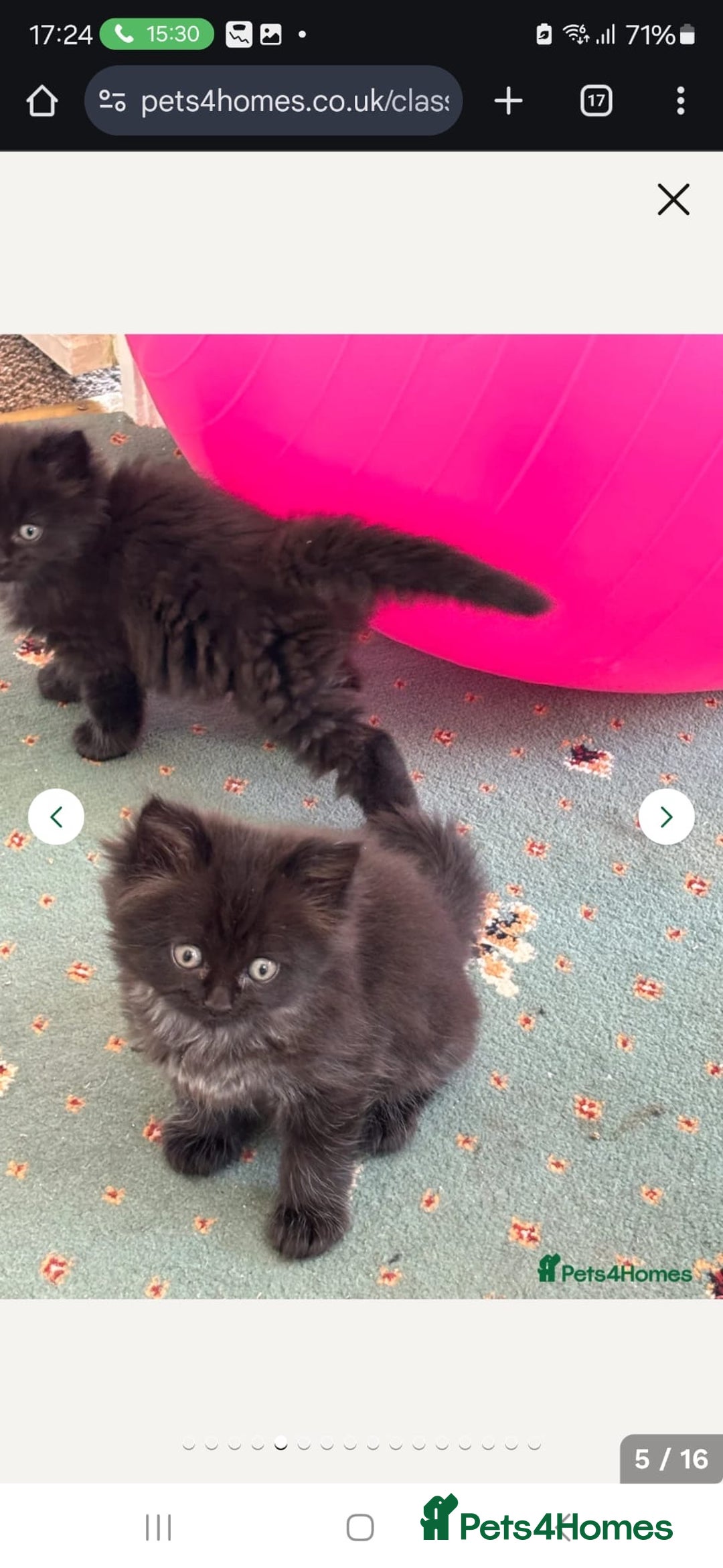 Maine Coon cats for sale: Beautiful Mainecoon princess - Image 10