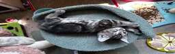 Mixed Breed cats for sale: Amiable mixed kittens  - Advert 9