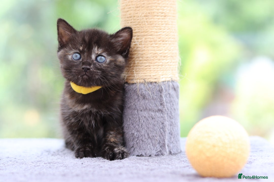 Mixed Breed cats for sale: Adorable Kittens Ready SOON - Image 18