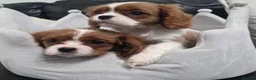 Cavalier King Charles Spaniel dogs for sale: ​Sweetest Cavalier puppies: Ready to Love You - Advert 5