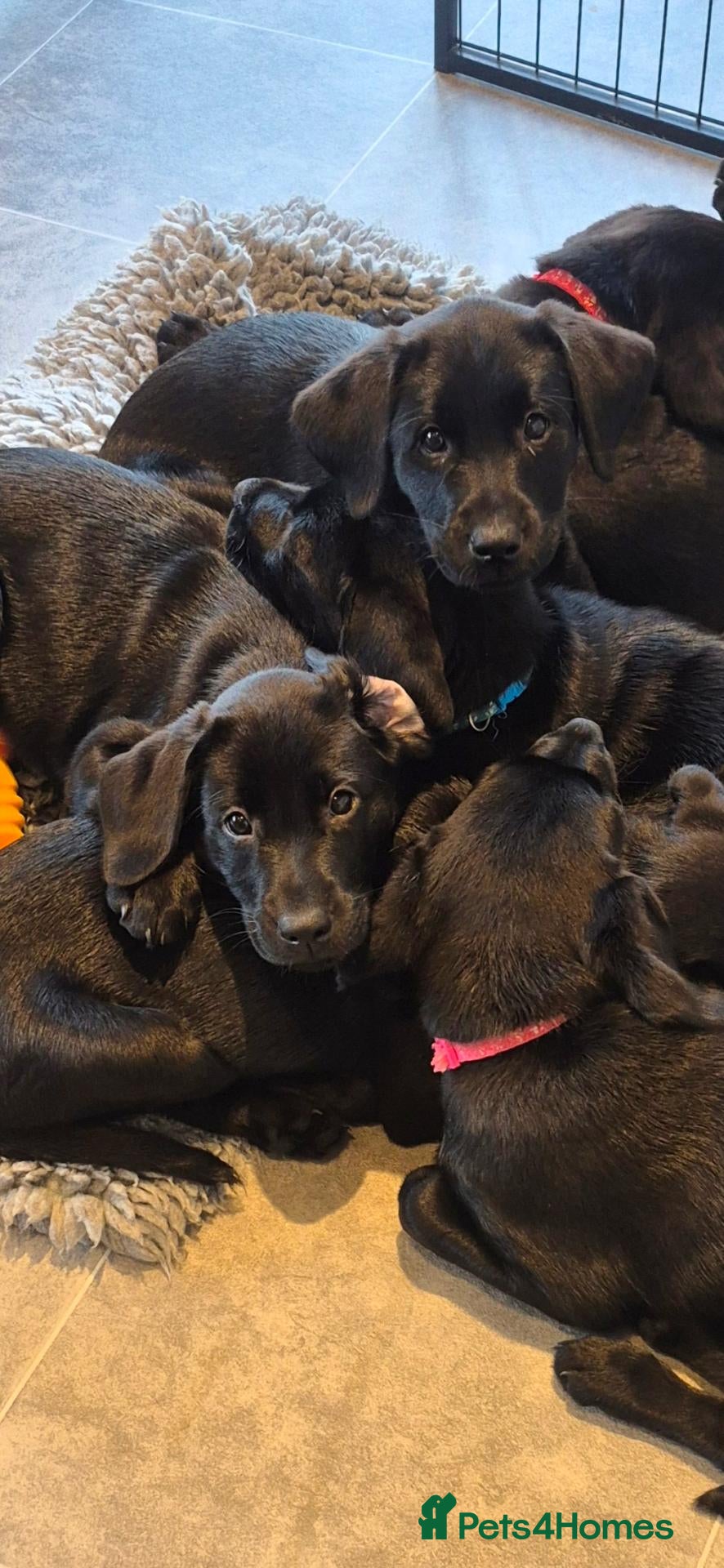 Labrador Retriever dogs Beautiful litter of labrador pups - Advert 1