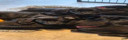 Labrador Retriever dogs for sale: Beautiful litter of labrador pups - Advert 2