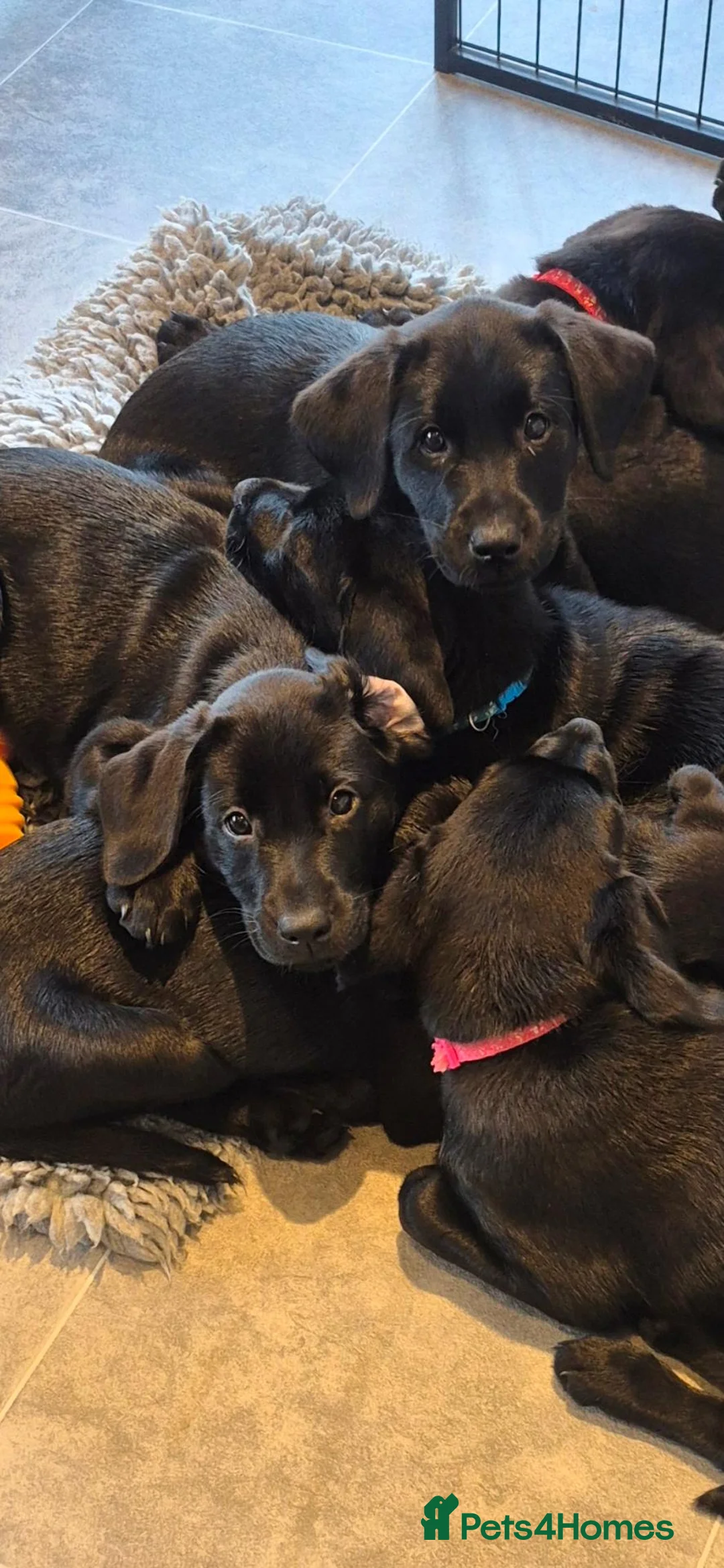 Labrador Retriever dogs for sale: Beautiful litter of labrador pups - Advert 2