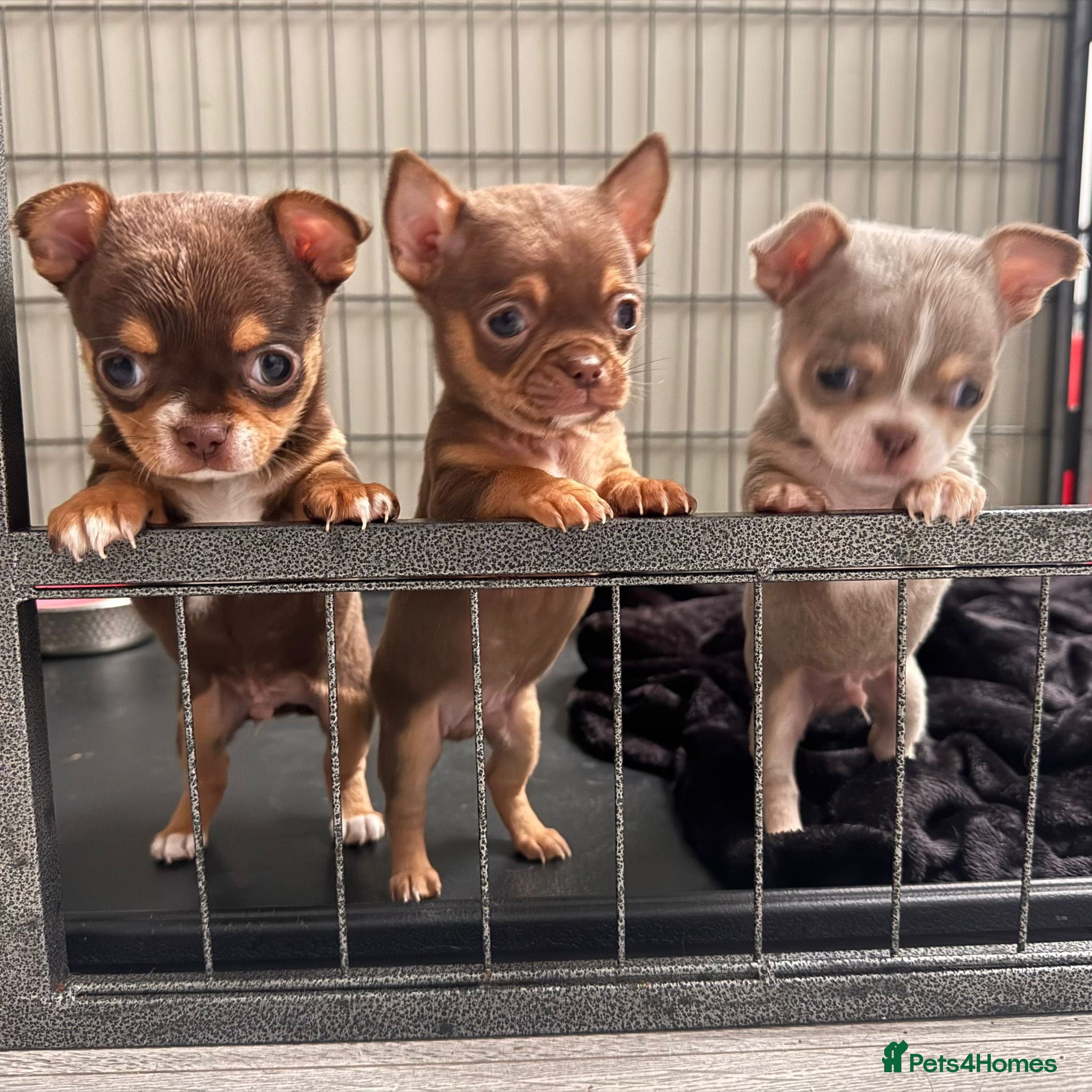 Chihuahua dogs  Very small chihuahua puppies - Advert 22