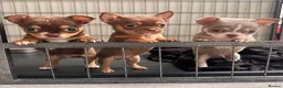 Chihuahua dogs for sale:  Very small chihuahua puppies - Advert 6