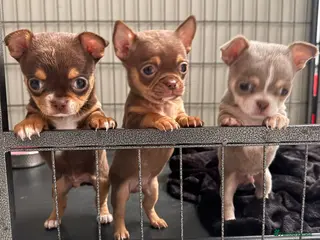 Chihuahua dogs Very small chihuahua puppies - Advert 22