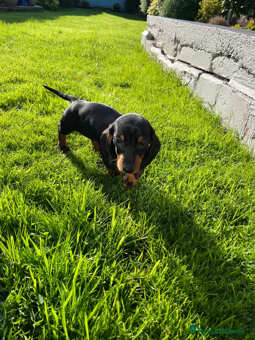 Miniature Dachshund dogs for sale: KC Registered beautiful miniature Dachshund  - Advert 3