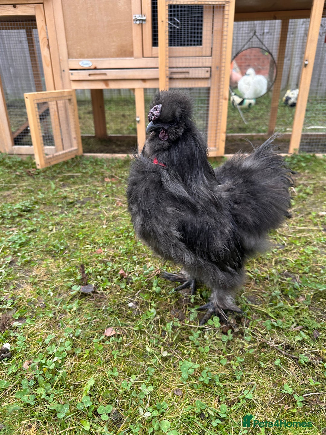 Chickens poultry for sale: Silkie Roosters  - Advert 2