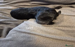 Labradoodle dogs for sale: F1b labradoodle puppies - Image 5