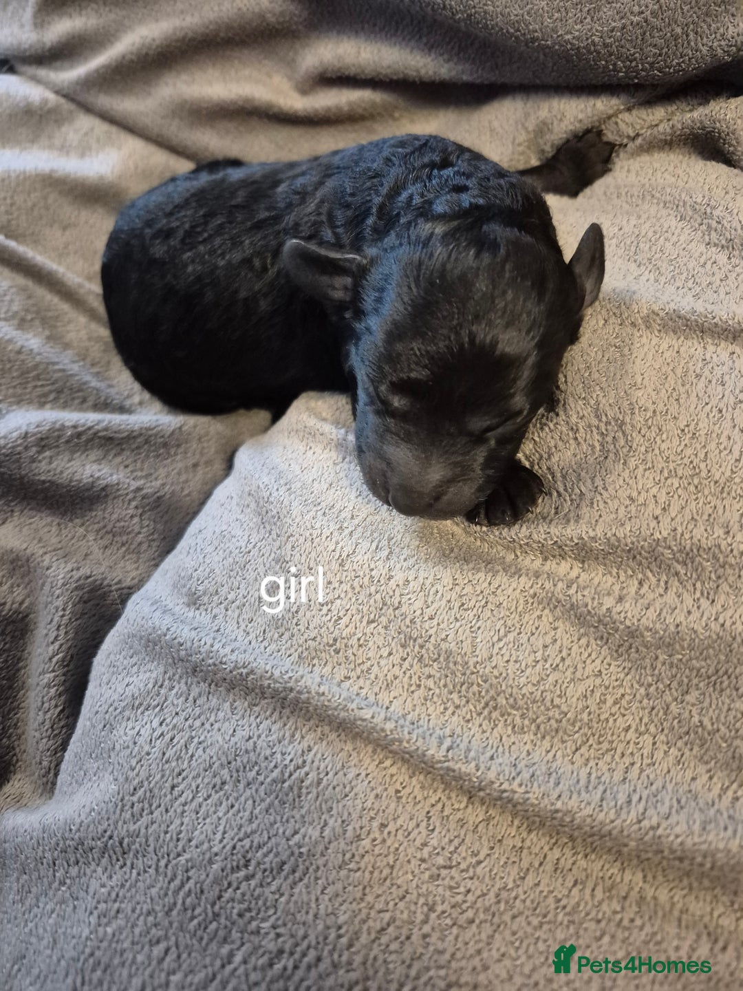 Labradoodle dogs for sale: F1b labradoodle puppies - Image 5