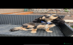 Cockapoo dogs for sale: F1B female cockapoo - nearly 1 year old - Image 4