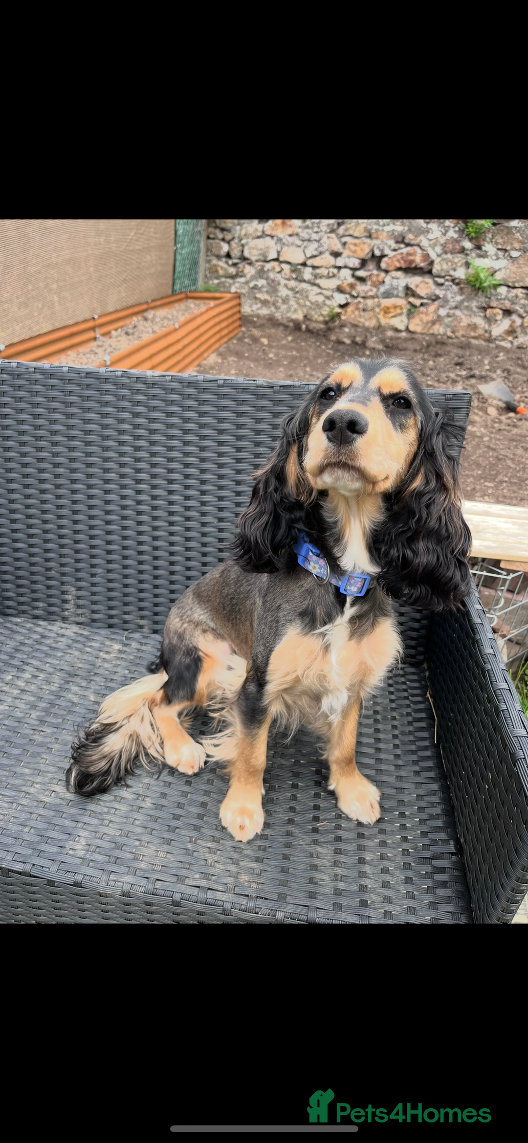 Cockapoo dogs for sale: F1B female cockapoo - nearly 1 year old - Image 4