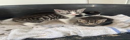 Mixed Breed cats for sale: 4 cute kittens  - Advert 5