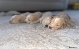 Miniature Poodle dogs for sale: Miniature poodle puppies  - Image 17