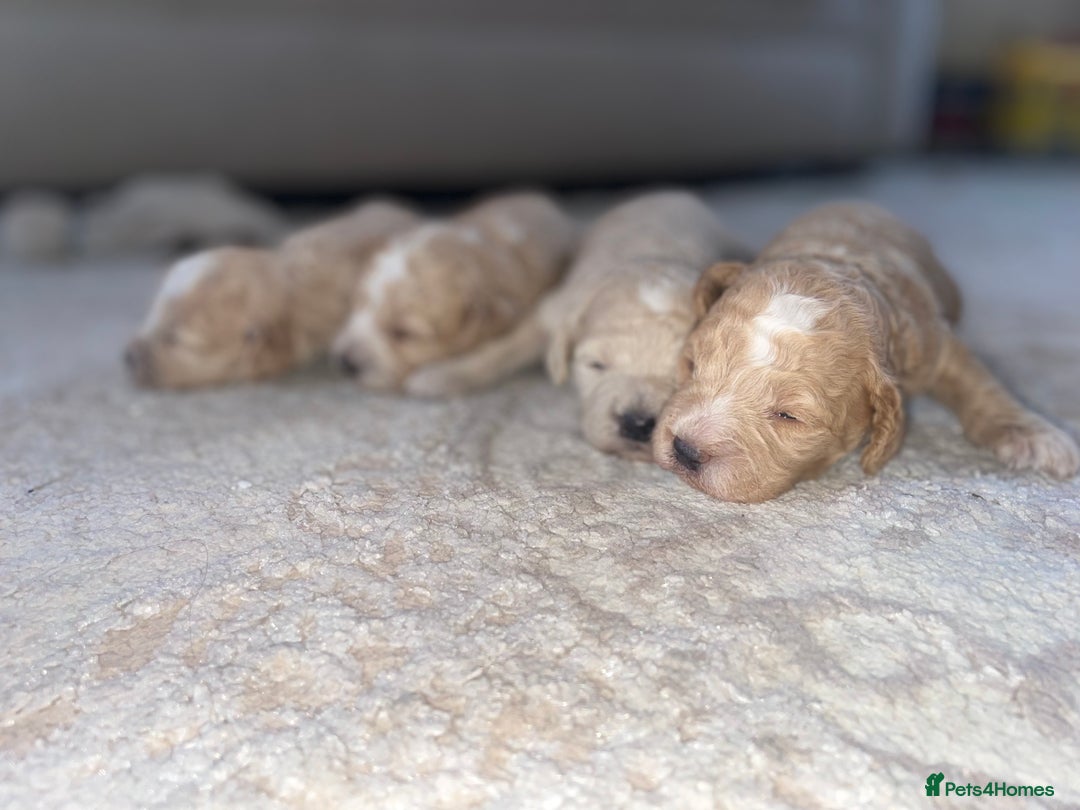 Miniature Poodle dogs for sale: Miniature poodle puppies  - Image 17