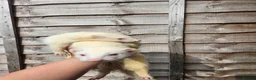 Ferret rodents for sale: 2 albino jills  - Advert 12