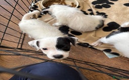 Mixed Breed dogs for sale: Border terrier x Patterdale terrier   - Image 10