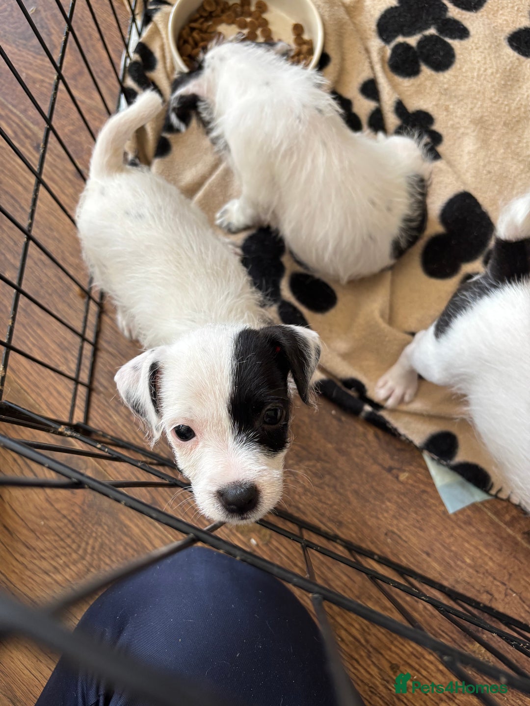 Mixed Breed dogs for sale: Border terrier x Patterdale terrier   - Image 10