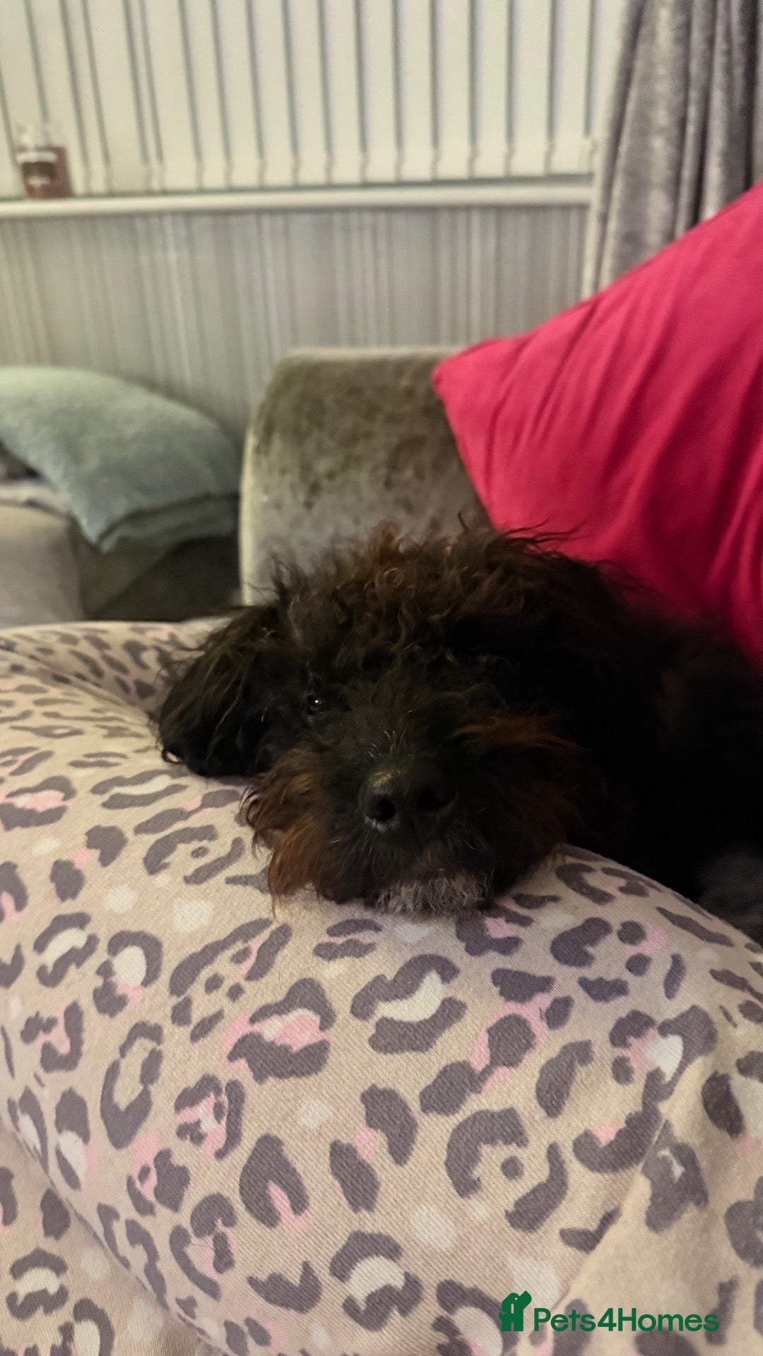 Patterdale Terrier dogs Lovely patterdale for sale - Advert 1