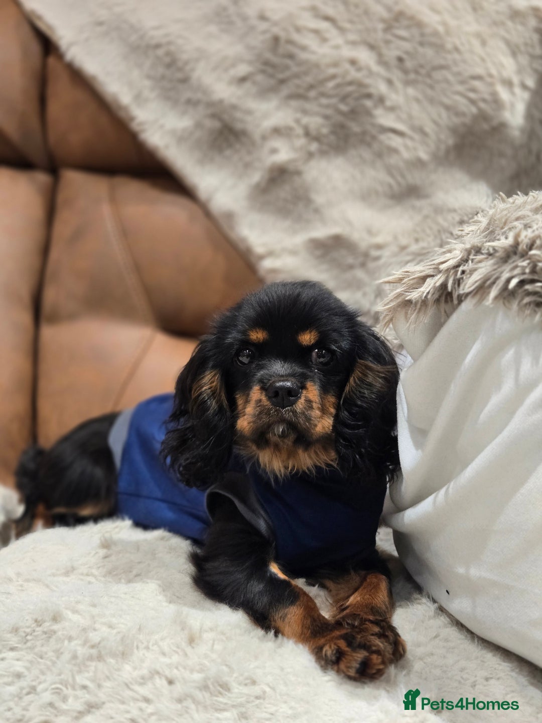 Cavalier King Charles Spaniel dogs for sale: KC Reg Black & Tan Cavalier Girl Puppy - Advert 1