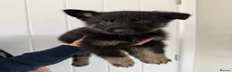 German Shepherd dogs for sale: Fully kc German Shepherd puppies  - Advert 18