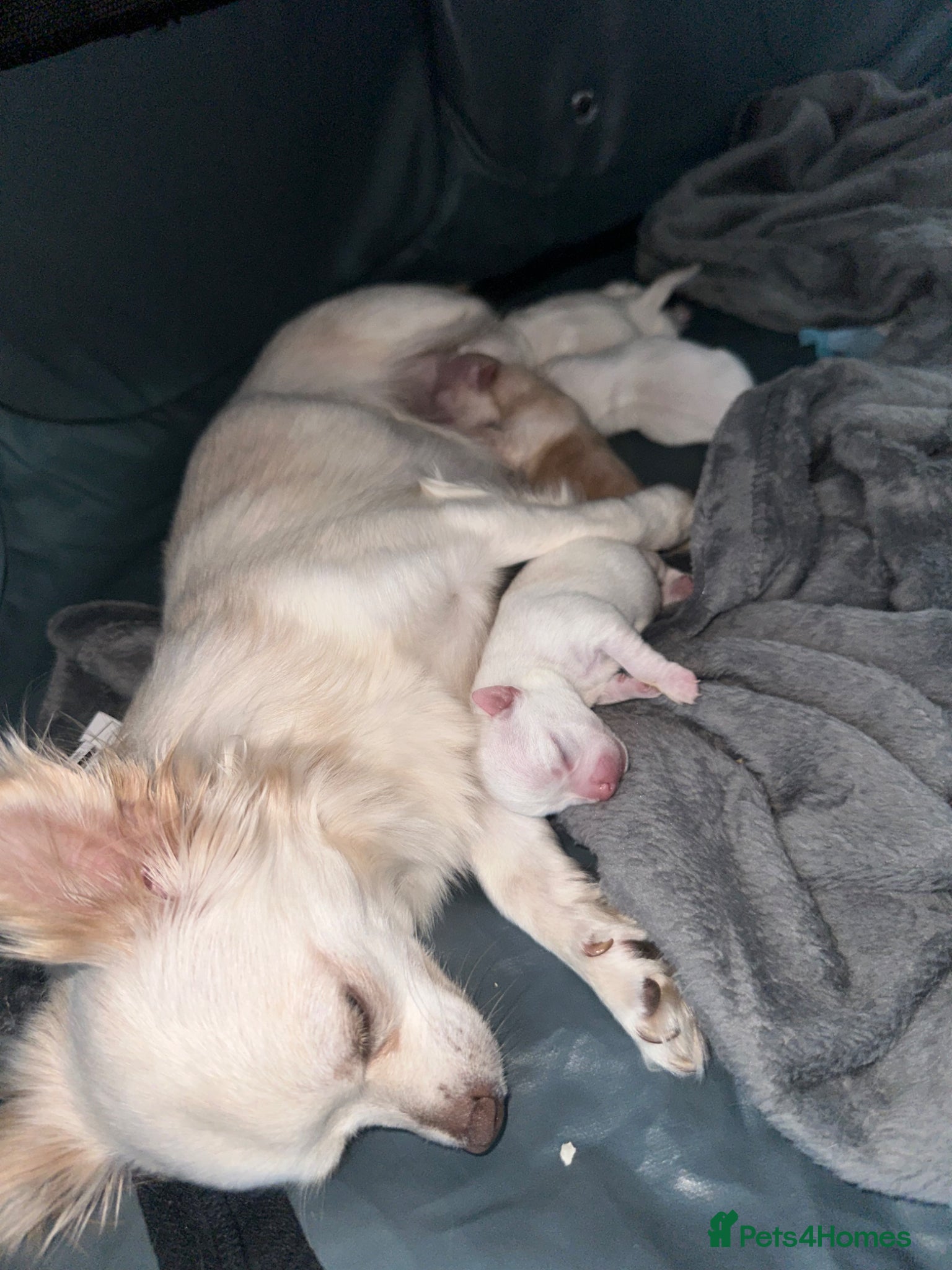 Chihuahua dogs Chihuahua pups for sale - Advert 4