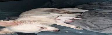 Chihuahua Puppy 3