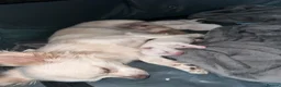 Chihuahua dogs for sale: *READY 24TH JUNE * Chihuahua pups for sale - Advert 35