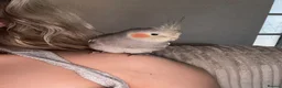 Cockatiels birds for sale: Extremely friendly Cockatiel  in Leeds - Advert 5
