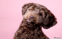 Australian Labradoodle dogs for sale: Home raised Australian Labradoodles due October - Image 5