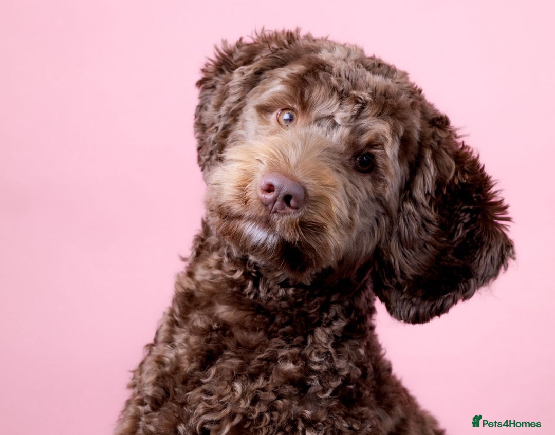 Australian Labradoodle dogs for sale: Home raised Australian Labradoodles due October - Image 5