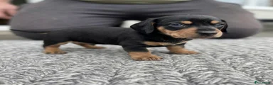 Miniature Dachshund Puppy 3