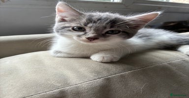 Mixed Breed cats - Advert 11