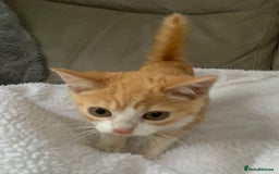 Domestic Shorthair cats for sale: Stunning Ginger Girl & Boy Kitten ready now - Image 2