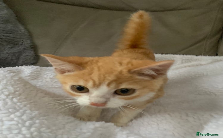 Domestic Shorthair cats - Advert 1