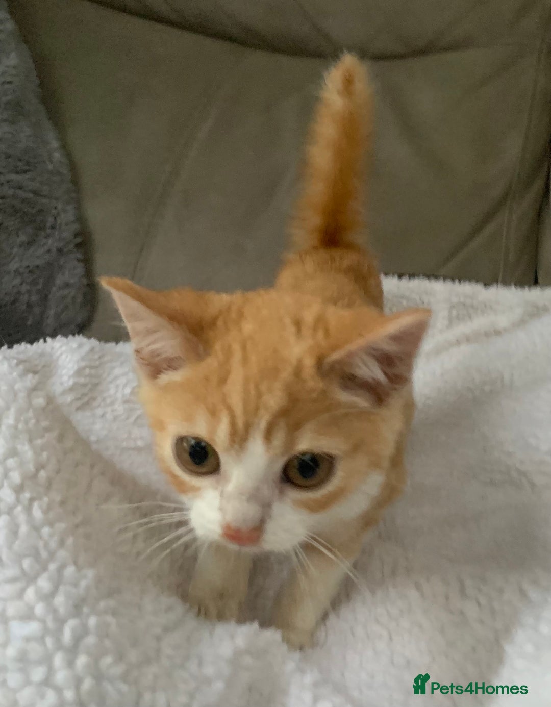 Domestic Shorthair cats for sale: Stunning Ginger Girl & Boy Kitten ready now - Image 2