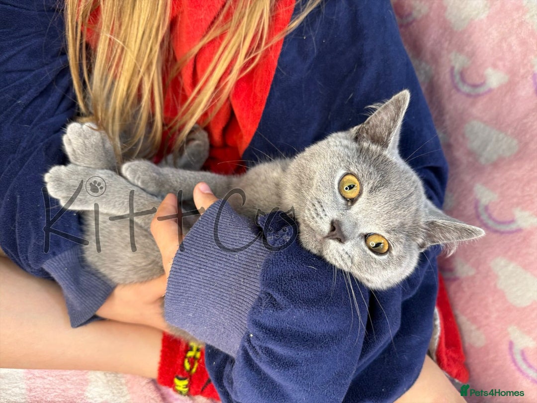 British Shorthair cats for sale: LAST 2 GCCF BSH Kittens – Ready NOW!! in Slough - Image 30